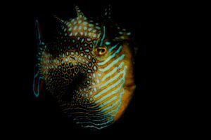 20151206_Edithburgh_0013 (Large)