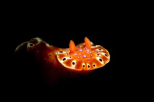 20160117_Port Hughes_0012 (Large)