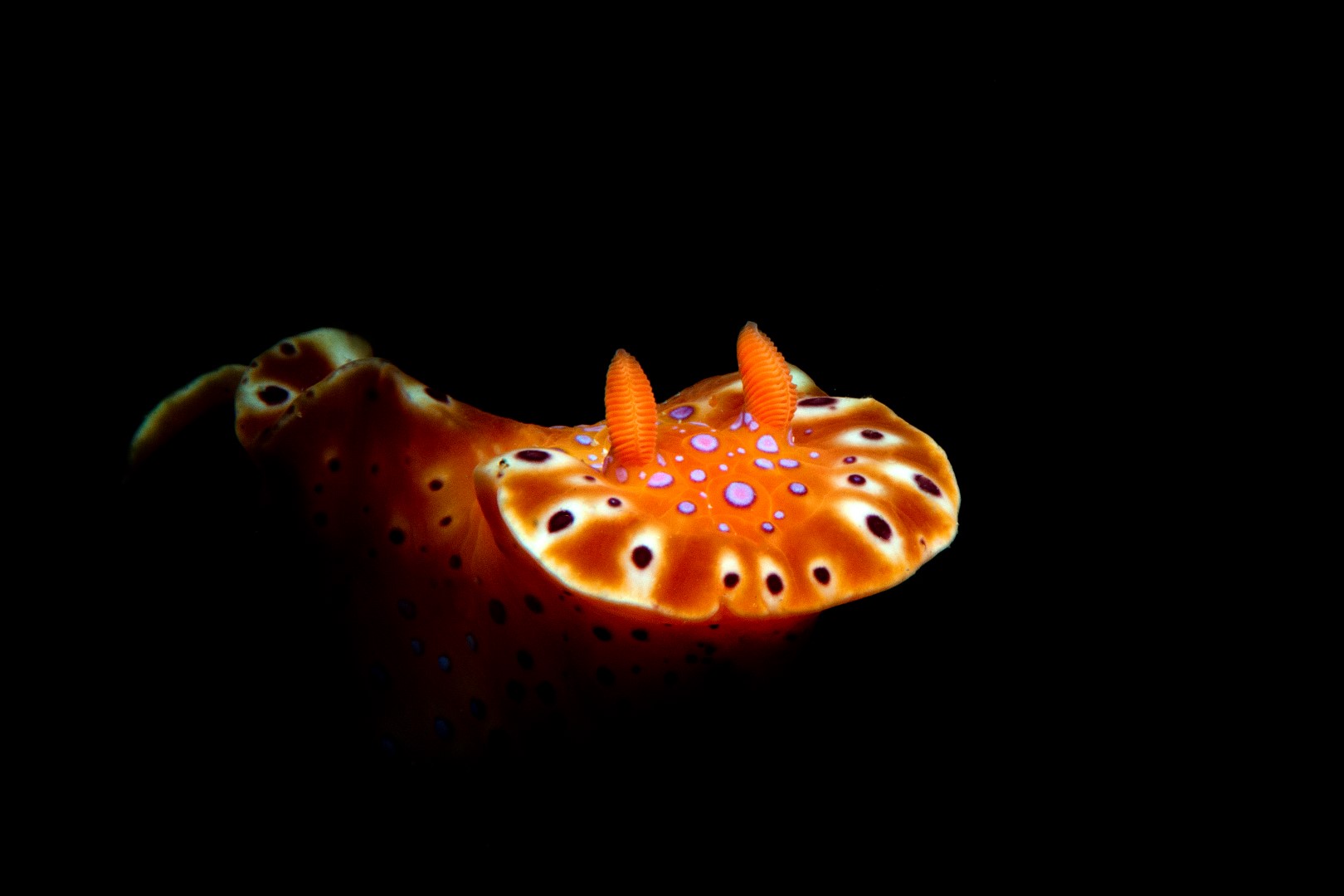 20160117_Port Hughes_0012 (Large)