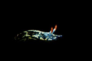 20160117_Port Hughes_0027 (Large)