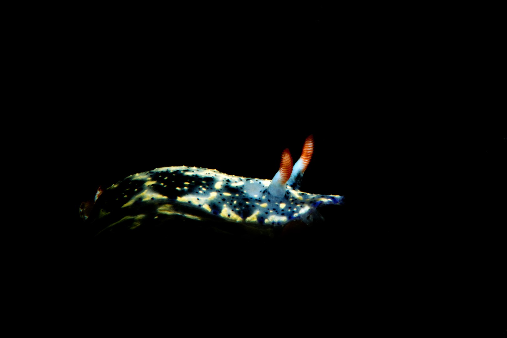 20160117_Port Hughes_0027 (Large)