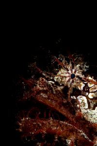 20160206_Edithburgh_0028 (Large)