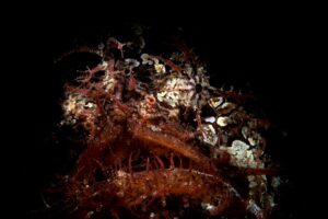 20160206_Edithburgh_0031 (Large)