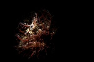 20160305_Edithburgh_0004 (Large)