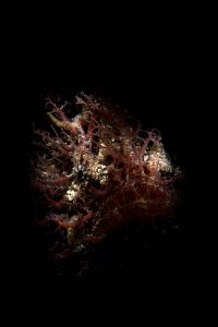 20160305_Edithburgh_0012 (Large)