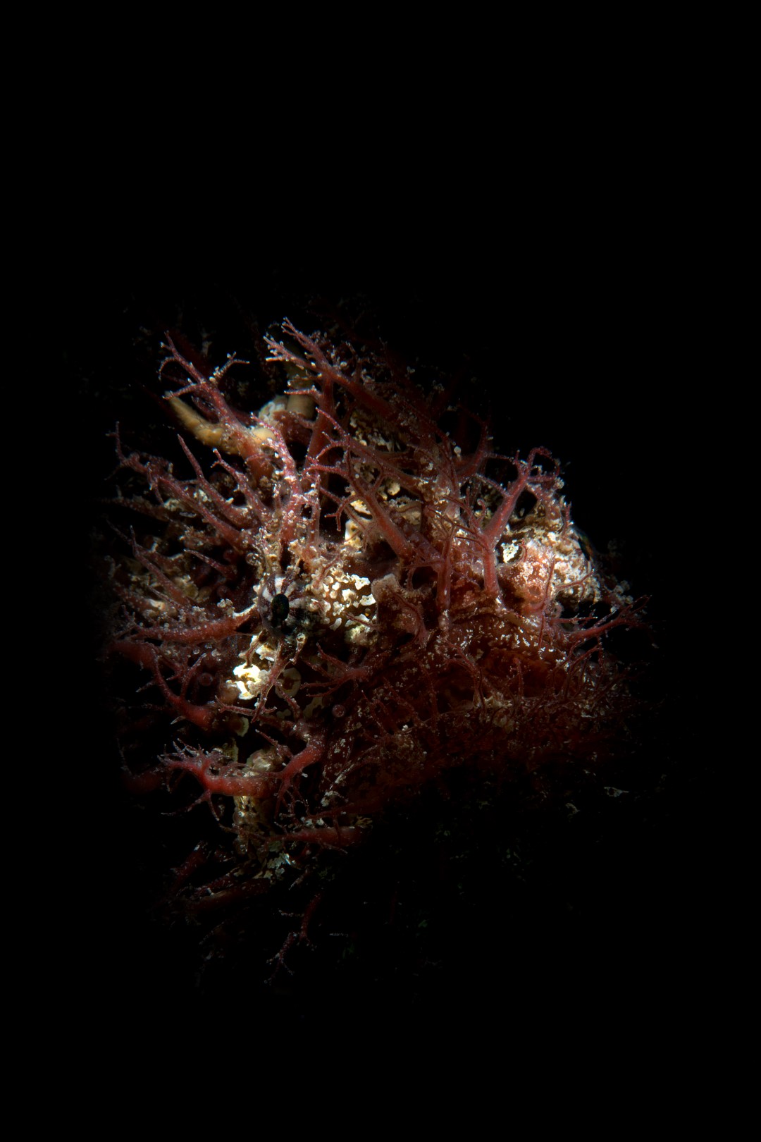 20160305_Edithburgh_0012 (Large)