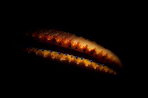 20160305_Edithburgh_0016 (Large)