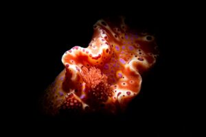 20160305_Edithburgh_0020 (Large)