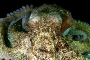 20160306_Edithburgh_0007 (Large)