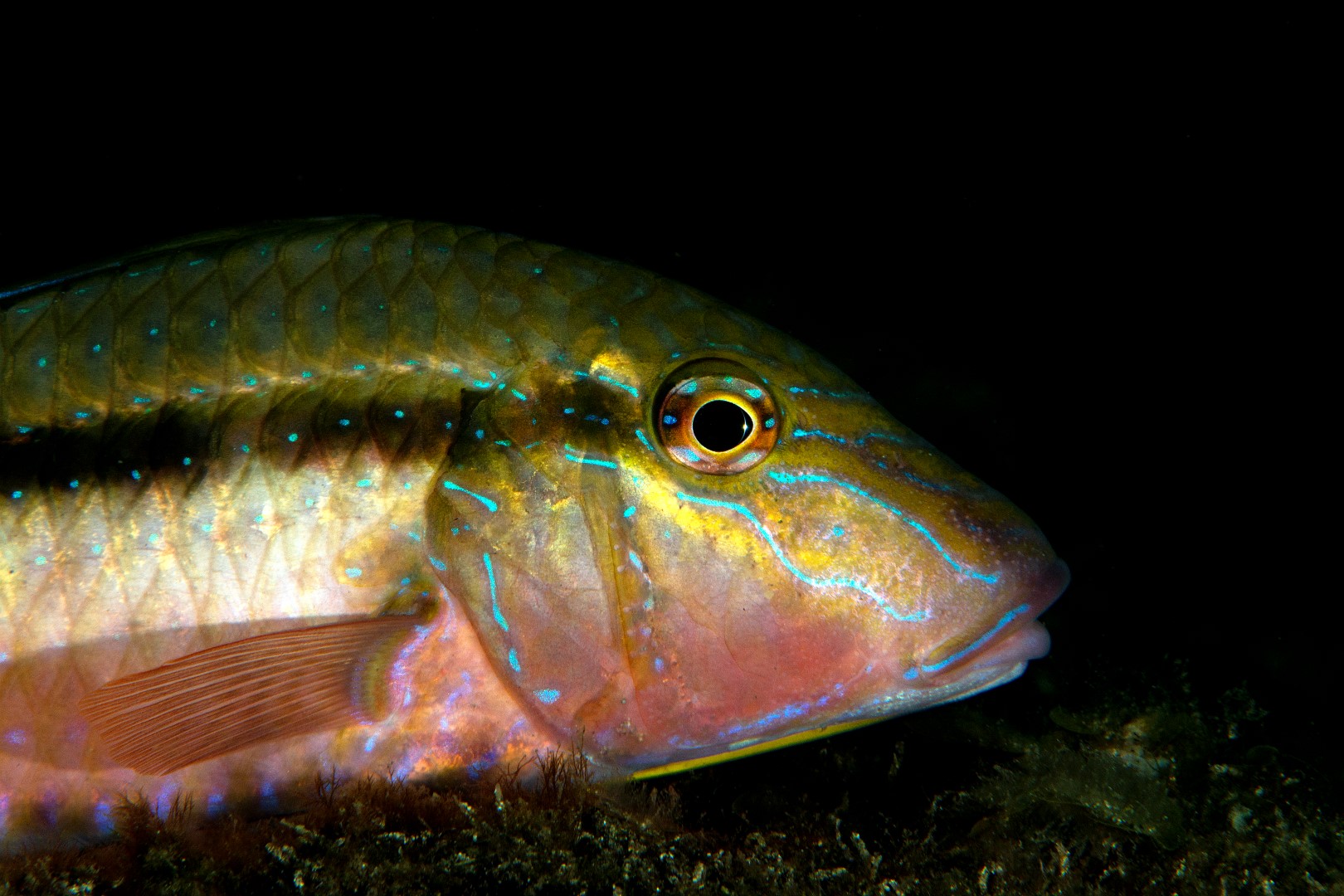 20160306_Edithburgh_0016 (Large)