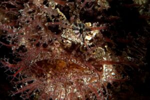 20160306_Edithburgh_0024 (Large)