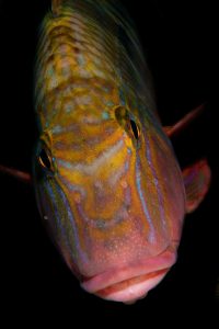 20160306_Edithburgh_0027 (Large)