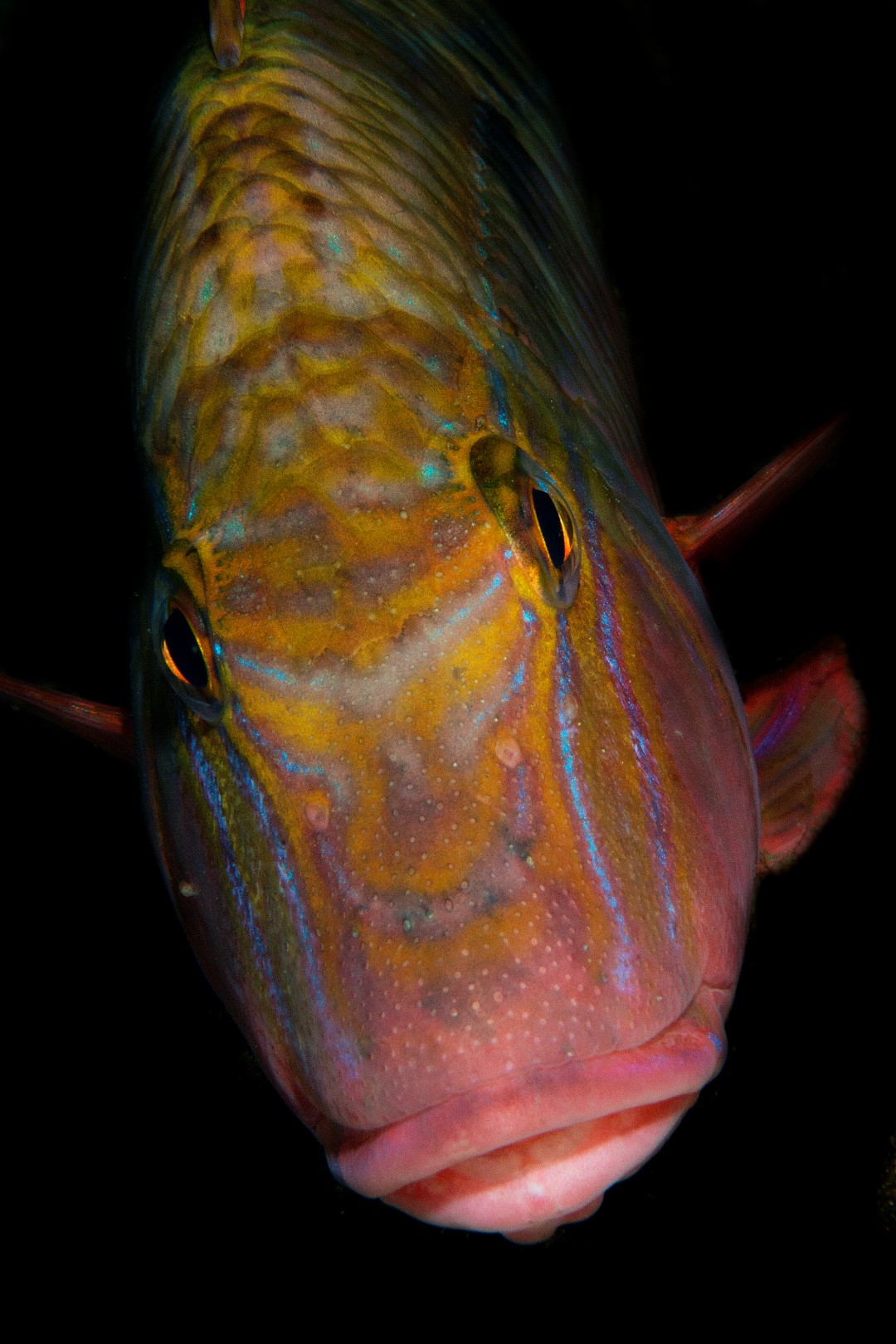 20160306_Edithburgh_0027 (Large)