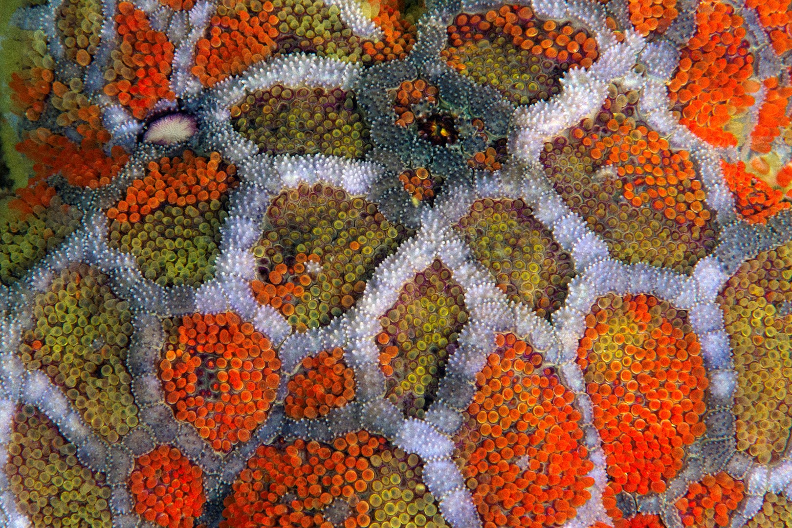 20160427_Midway_0002 (Large)