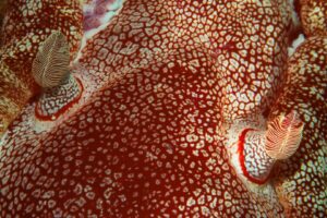 20160427_Midway_0005 (Large)