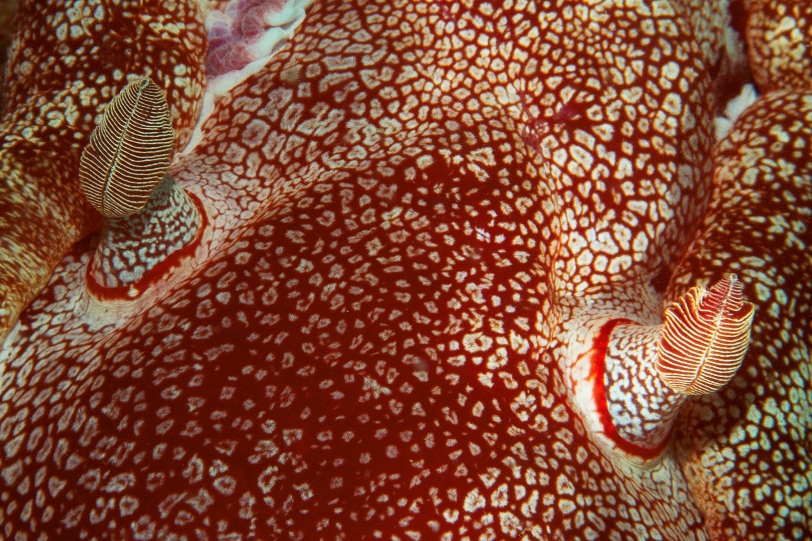 20160427_Midway_0005 (Large)