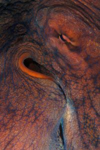 20160428_Lion's Den_0004 (Large)