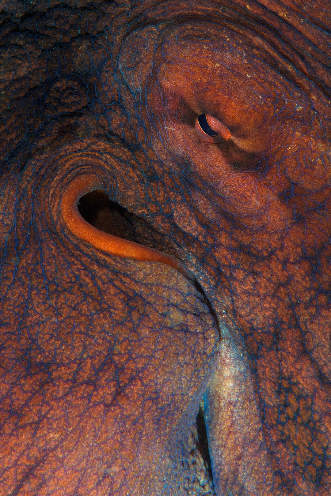 20160428_Lion's Den_0004 (Large)