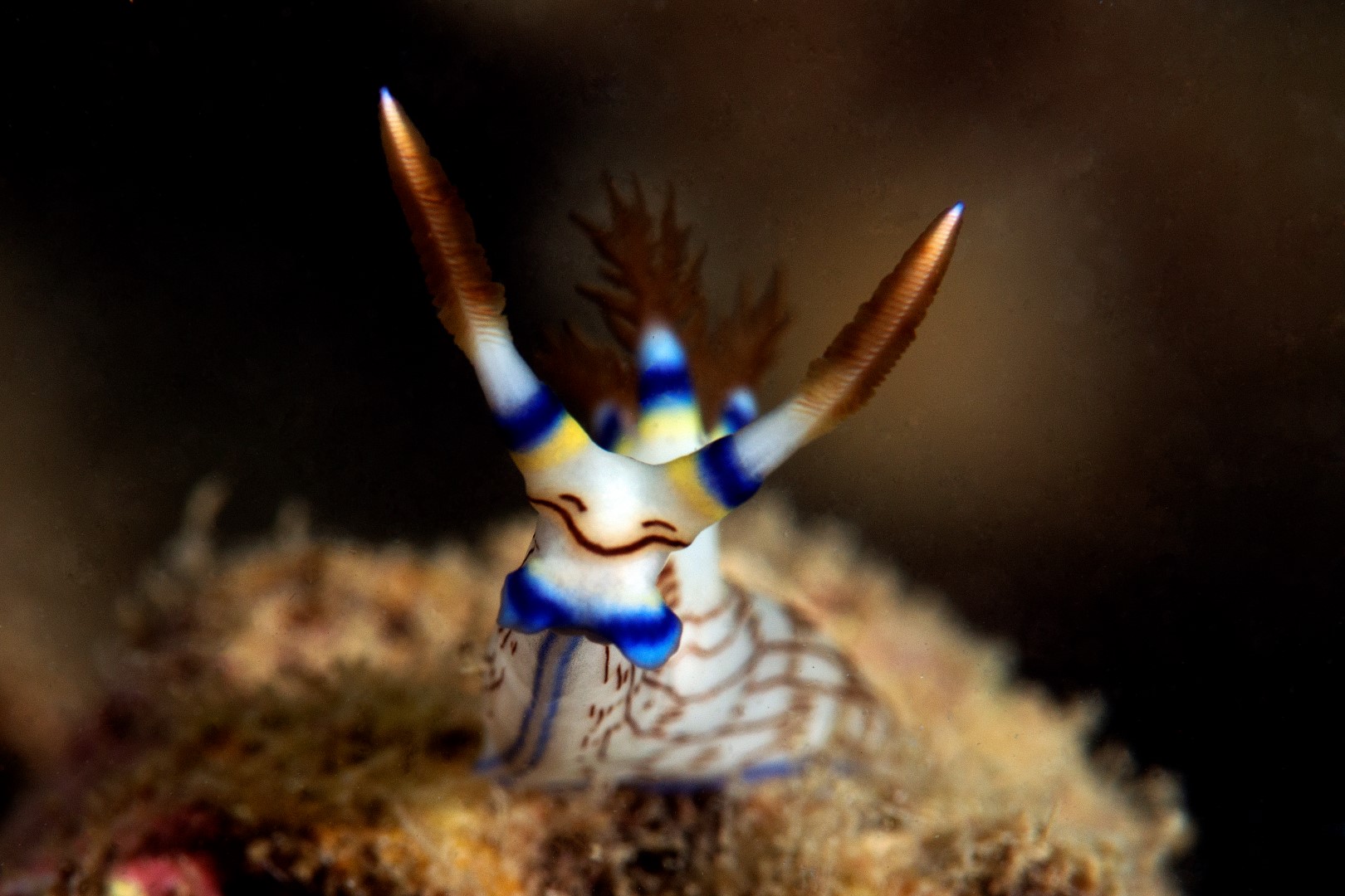 20160504_Lalati House Reef_0006 (Large)