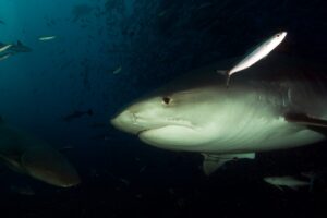 20160506_The Bistro_0002 (Large)