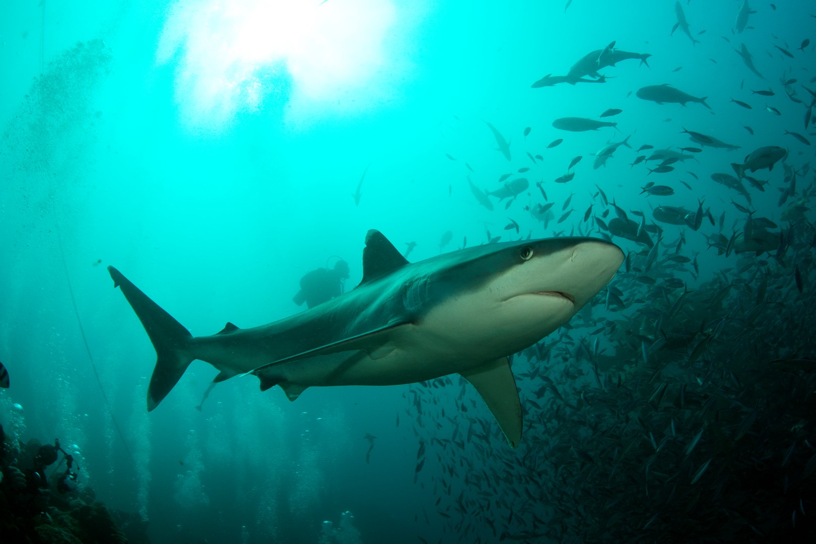 20160507_The Bistro_0002 (Large)