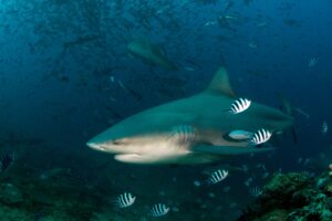 20160507_The Bistro_0017 (Large)