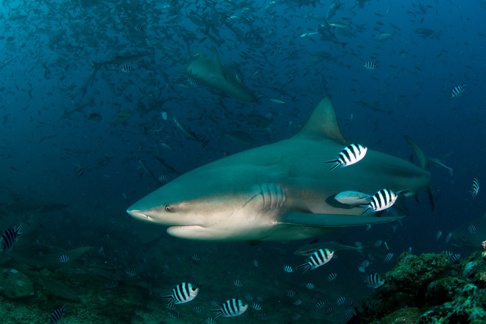 20160507_The Bistro_0017 (Large)