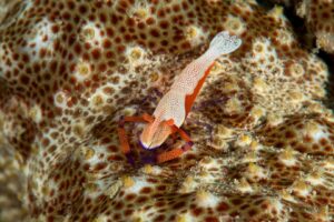 20160508_Chris's Place_0020 (Large)