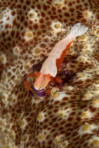 20160508_Chris's Place_0021 (Large)