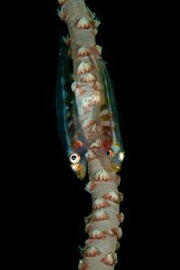 20160508_Lalati House Reef_0004 (Large)