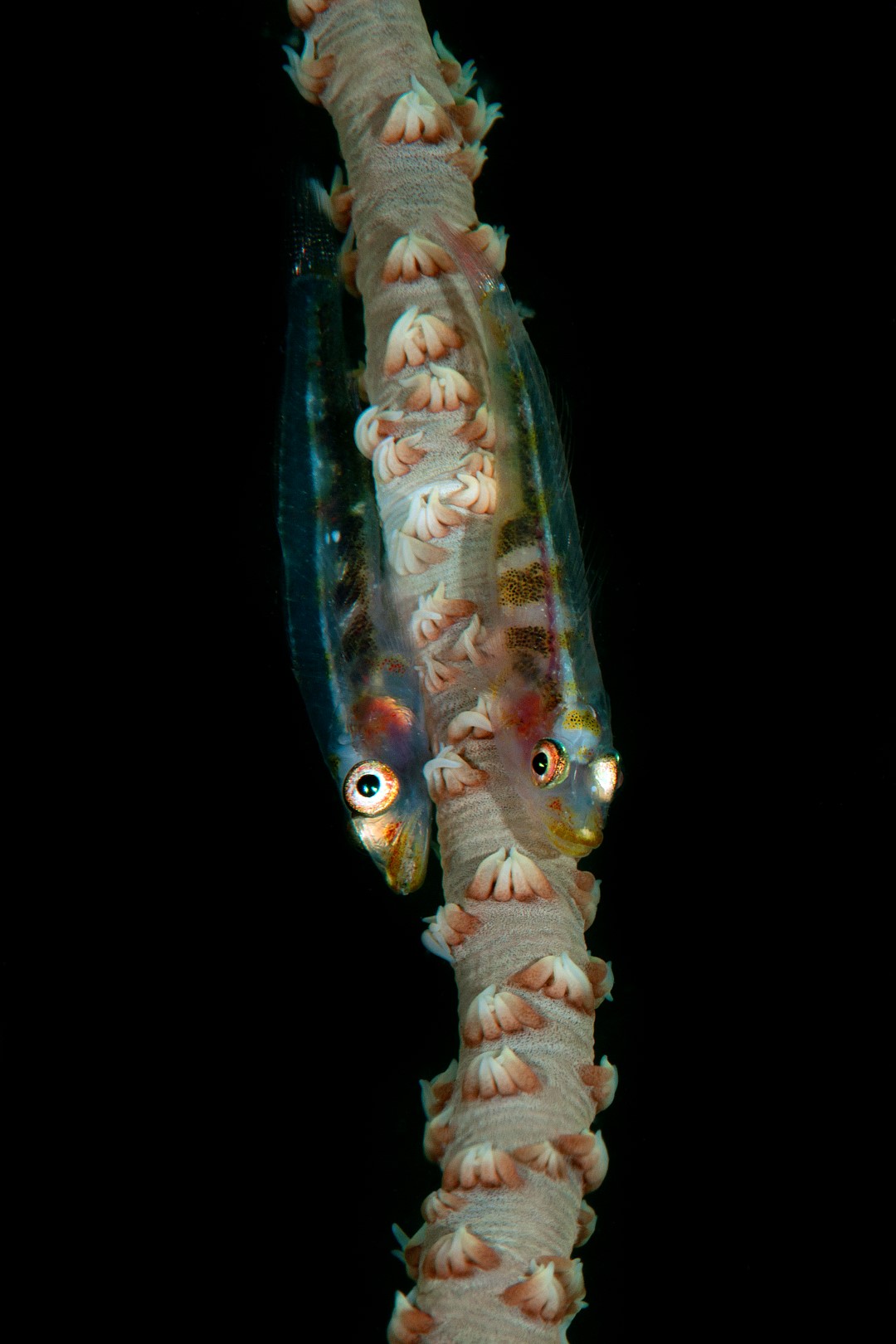 20160508_Lalati House Reef_0004 (Large)