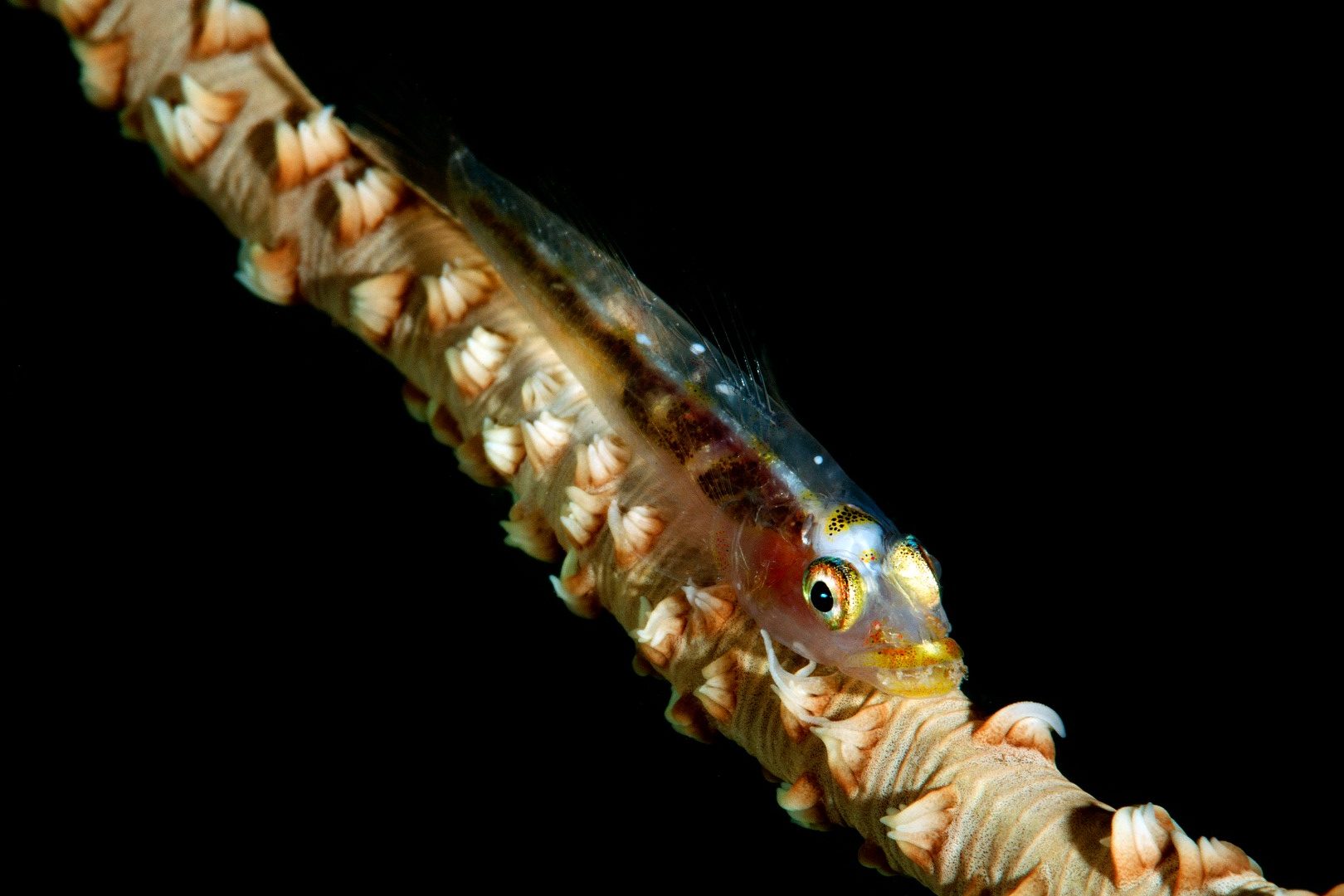 20160508_Lalati House Reef_0006 (Large)