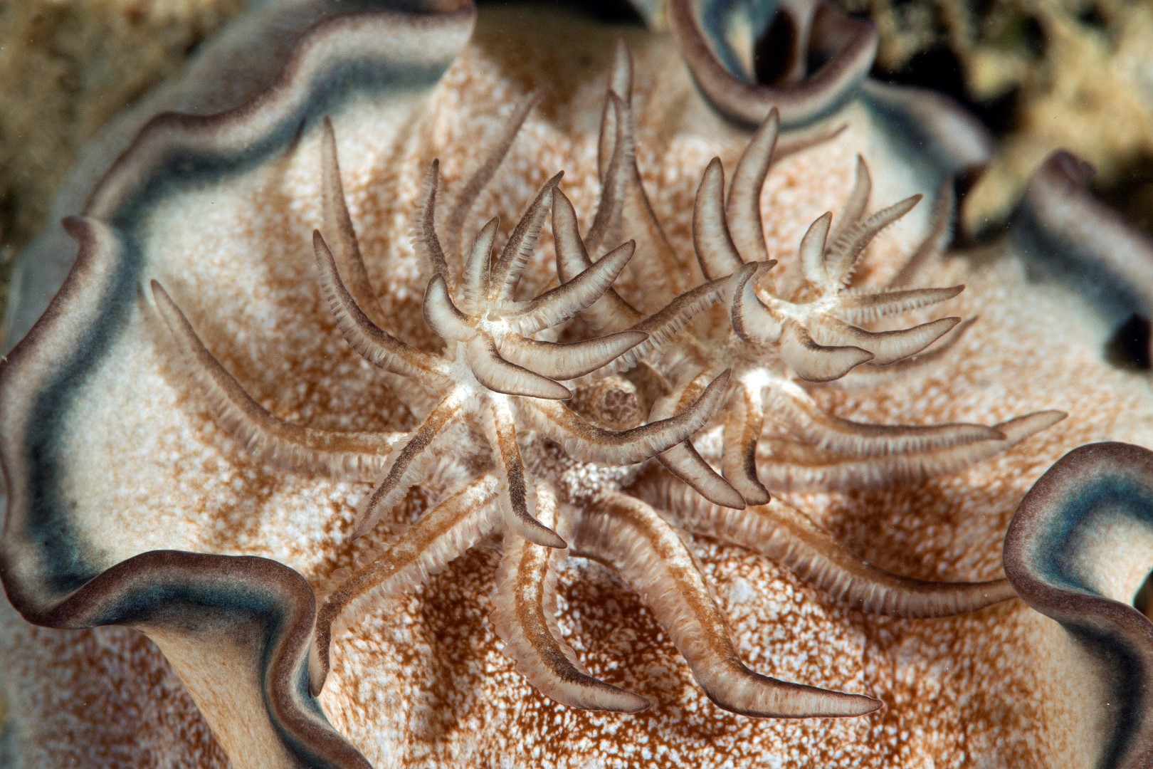 20160508_Lalati House Reef_0014 (Large)