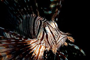 20160508_Nudibranch City_0018 (Large)