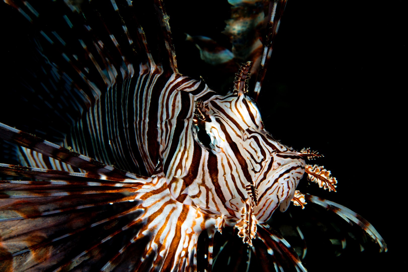 20160508_Nudibranch City_0018 (Large)