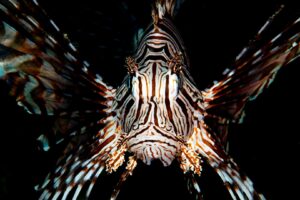 20160508_Nudibranch City_0019 (Large)