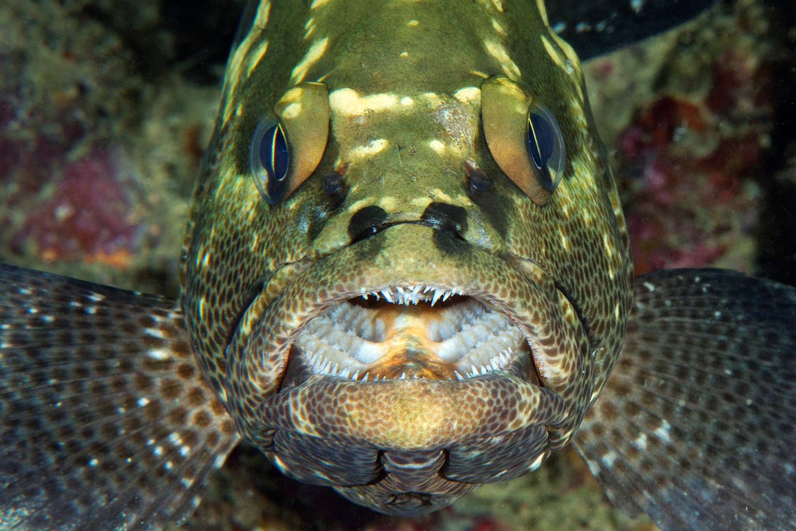 20160509_Juvenile Box_0017 (Large)