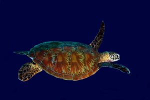 20160510_Frigate Wall_0007 (Large)