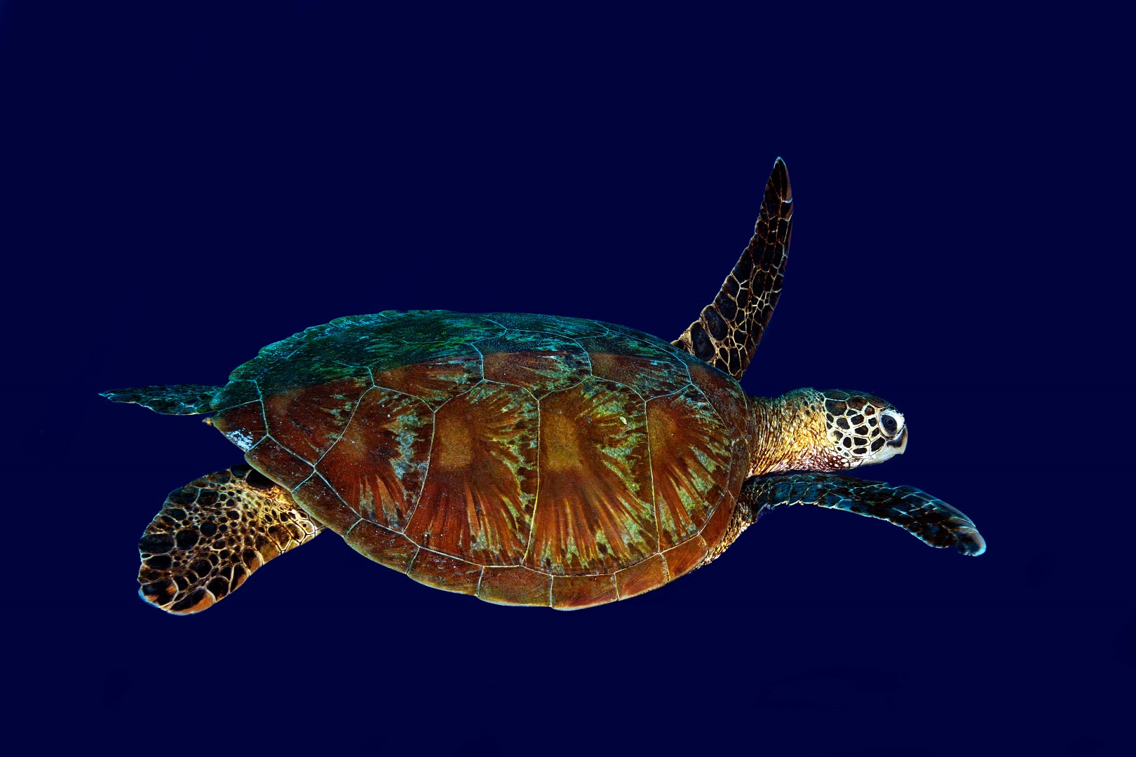 20160510_Frigate Wall_0007 (Large)