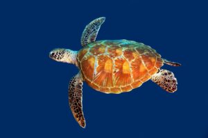 20160510_Frigate Wall_0011 (Large)