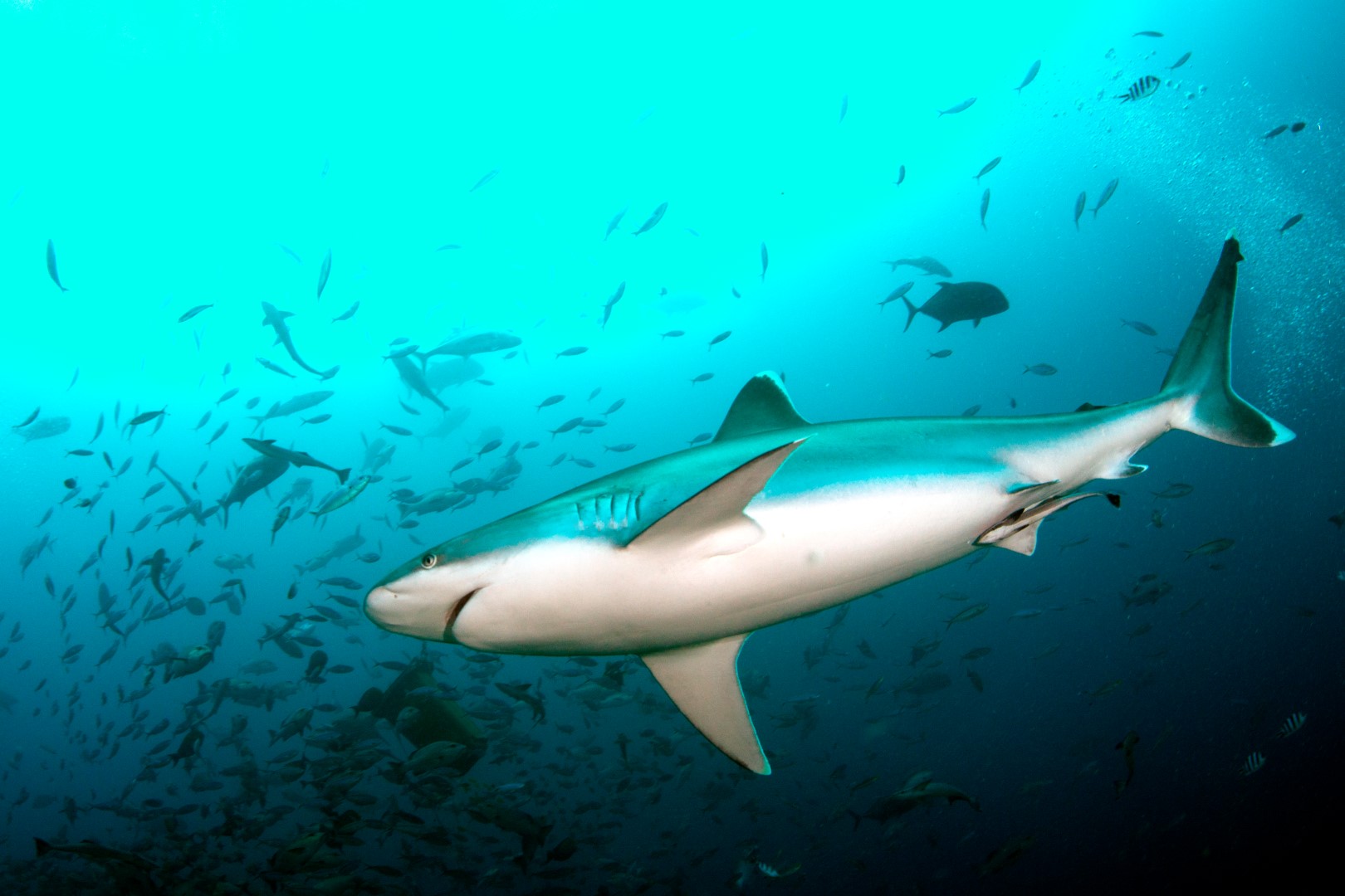 20160511_The Bistro_0017 (Large)