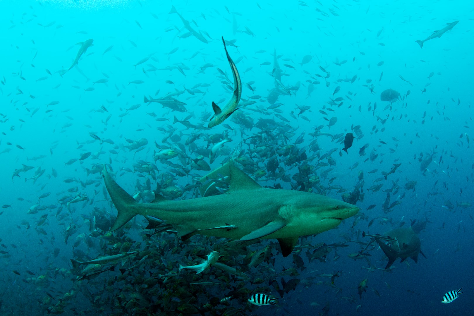 20160511_The Bistro_0032 (Large)