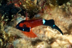 20161004_North West Solitary_0008 (Large)