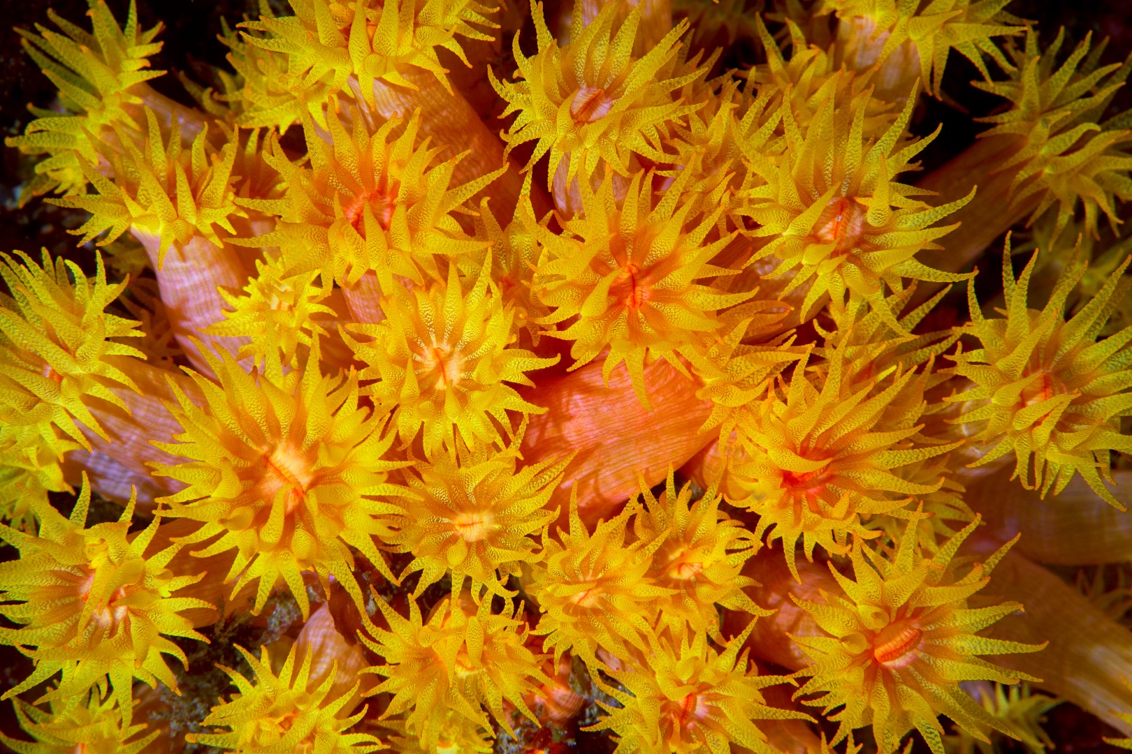 20161004_North West Solitary_0016 (Large)