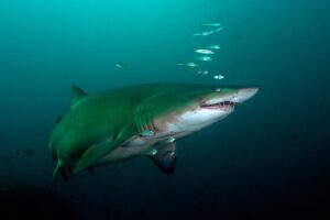 20161006_North Solitary_0009 (Large)