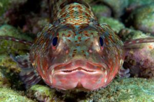 20161007_North Solitary_0002 (Large)