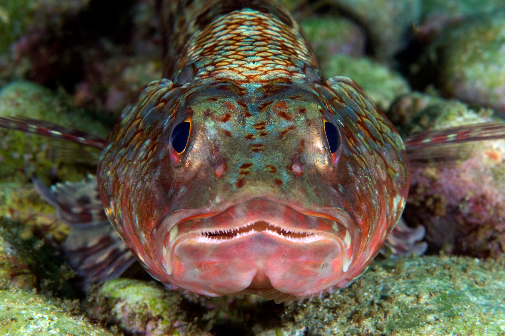 20161007_North Solitary_0002 (Large)