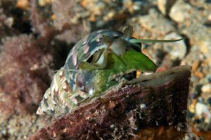 20161028_Edithburgh_0002 (Large)