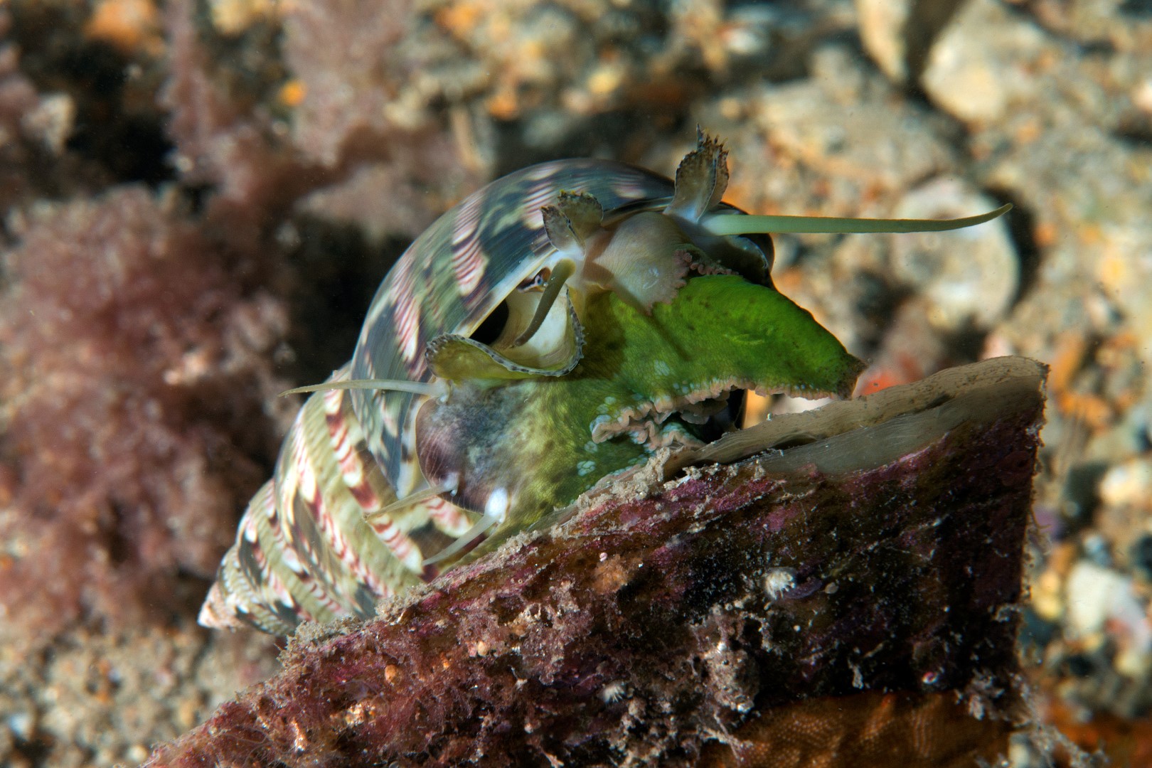 20161028_Edithburgh_0002 (Large)