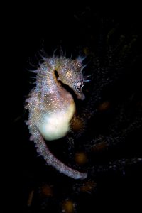 20161028_Edithburgh_0007 (Large)